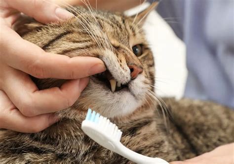 고양이 양치: 고양이의 치아 건강을 위한 다양한 접근법