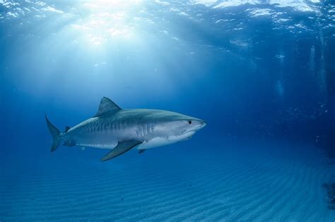 How Fast Do Tiger Sharks Swim: A Dive into Their Speed and Mysterious Behaviors