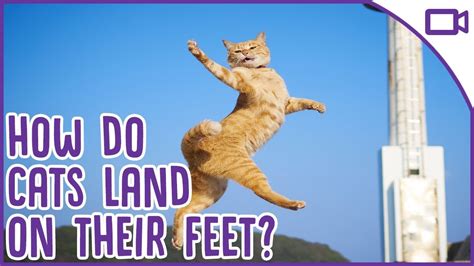 How to Increase Mileage Running: Why Do Cats Always Land on Their Feet?