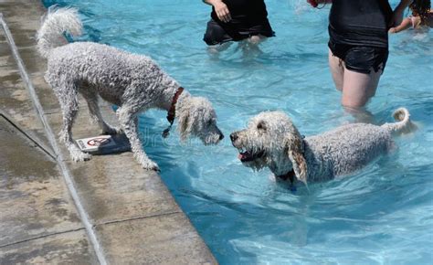 Labradoodle: Swimming Enthusiasts or Not